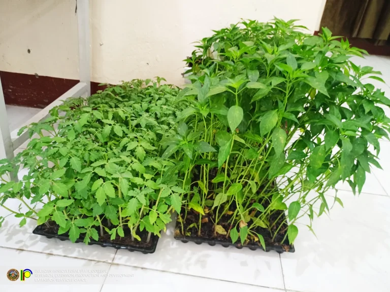 Green03
