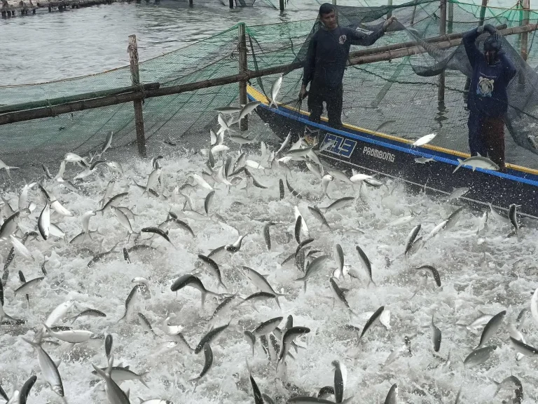 537288121_737956365670282_623941991784382860